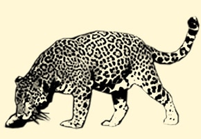 Leopardenform